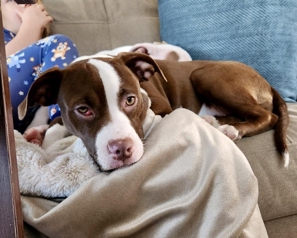 Enlarge Ivy, a Adoptable mixed breed in Greenlawn, NY image 6/6