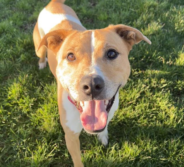 RICHMOND, Adoptable, Young Male Labrador Retriever & Mixed Breed.
