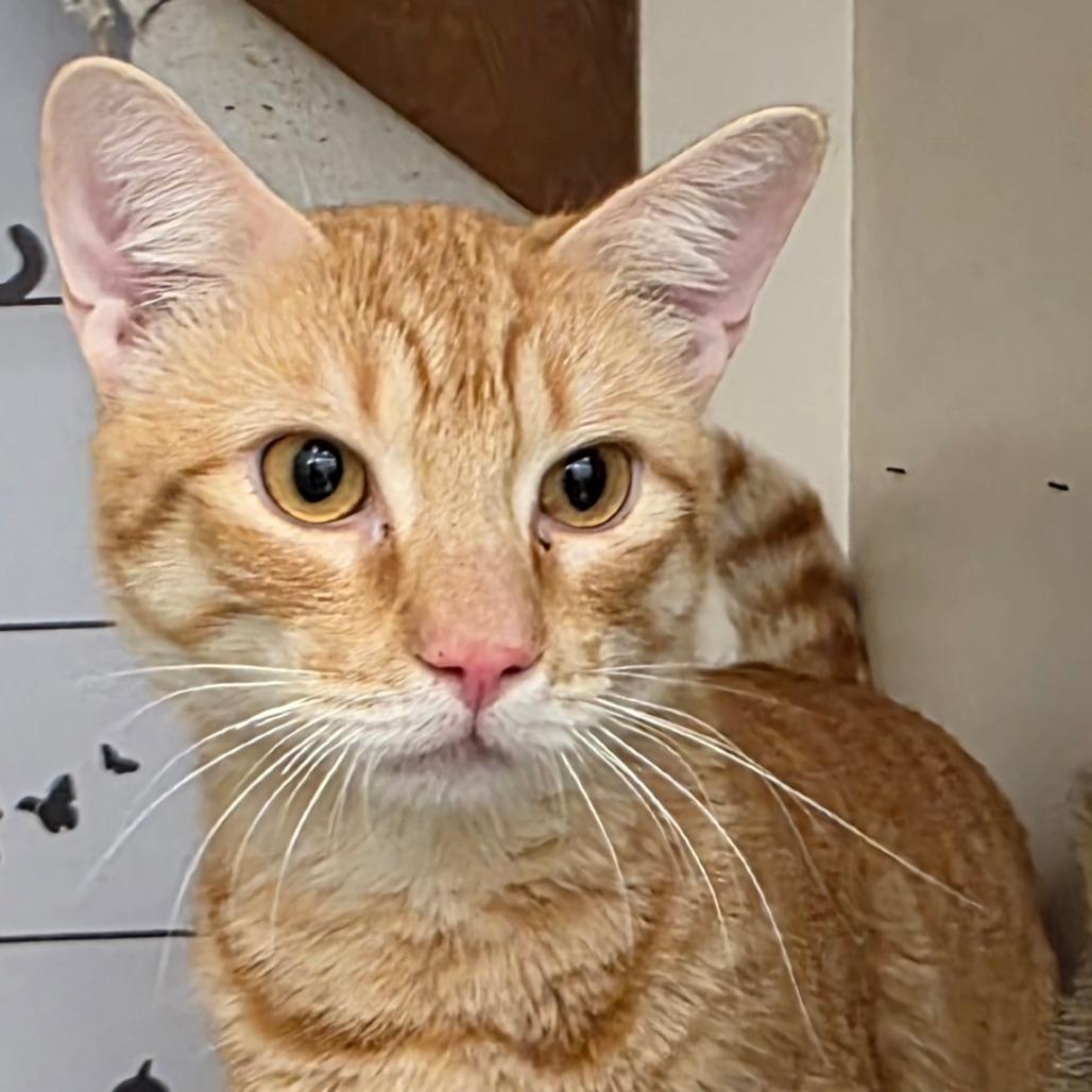 Enlarge Brad Rowe Jo, a Adoptable Domestic Short Hair in Tallahassee, FL image 1/3