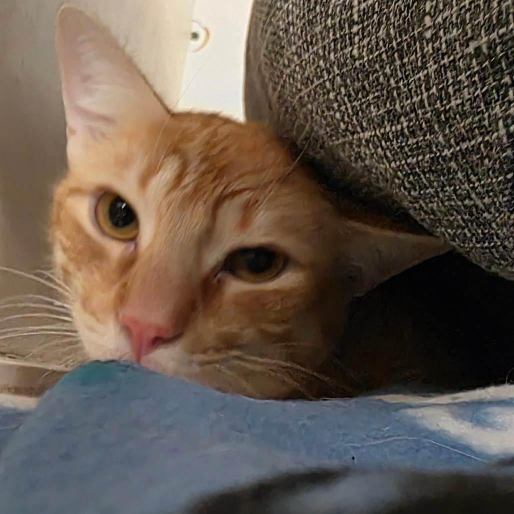 Enlarge Brad Rowe Jo, a Adoptable Domestic Short Hair in Tallahassee, FL image 2/3