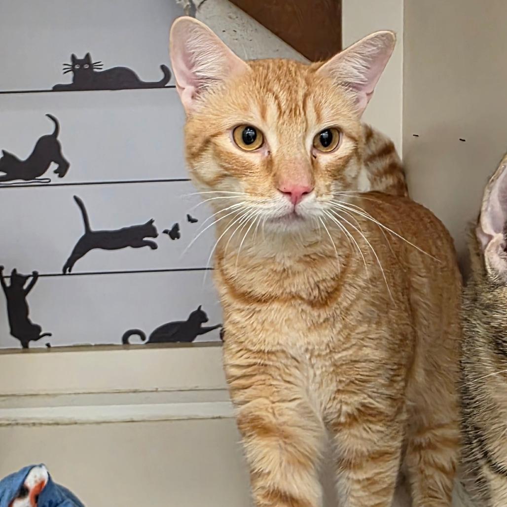 Enlarge Brad Rowe Jo, a Adoptable Domestic Short Hair in Tallahassee, FL image 3/3