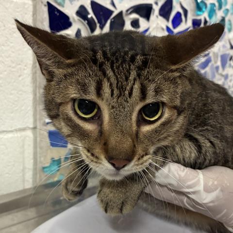 Enlarge JUNIOR, a Adoptable Domestic Short Hair in Pensacola, FL image 1/1