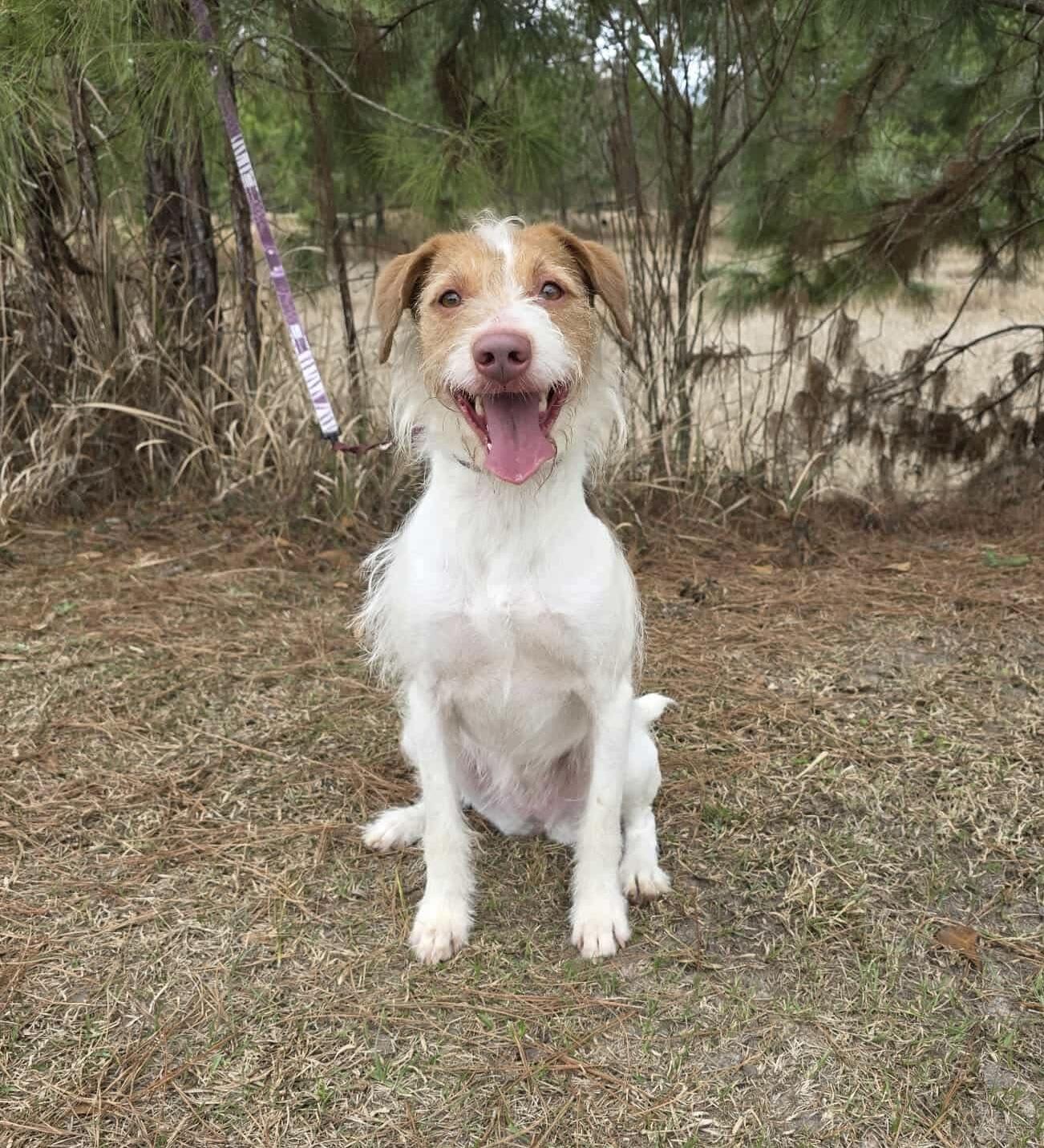 Enlarge Ruby, a Adoptable Jack Russell Terrier in Jackson, MI image 5/6