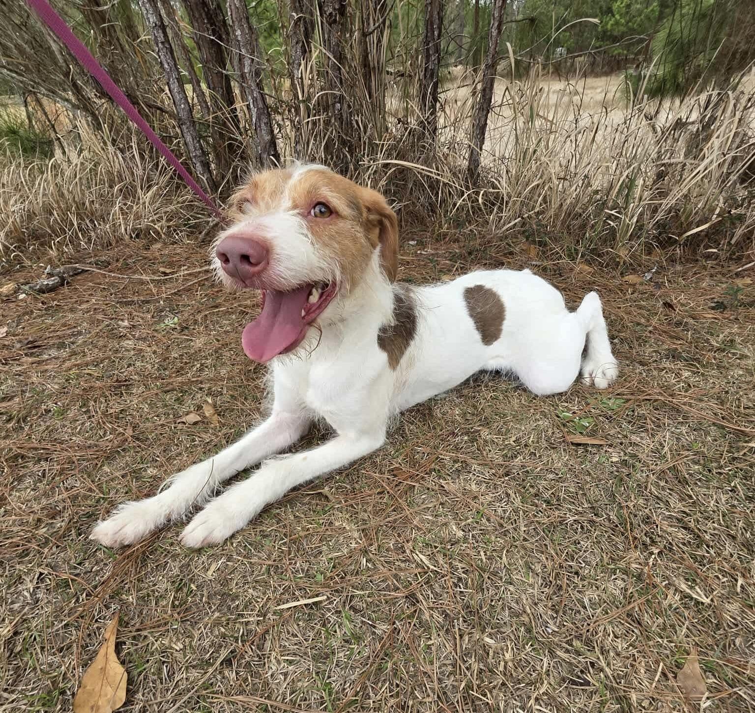 Enlarge Ruby, a Adoptable Jack Russell Terrier in Jackson, MI image 6/6