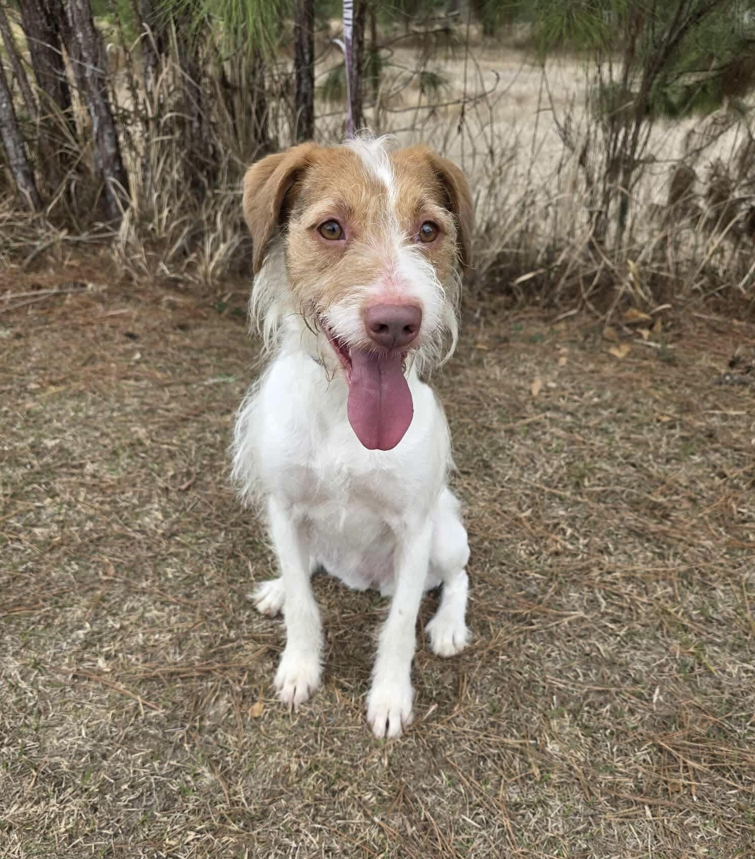 Enlarge Ruby, a Adoptable Jack Russell Terrier in Jackson, MI image 4/6