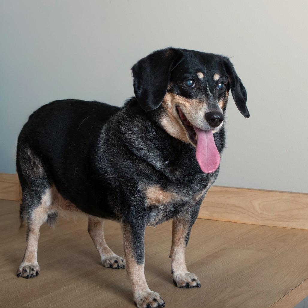 Enlarge Libby D67854, a Adoptable Bluetick Coonhound in Minnetonka, MN image 1/4