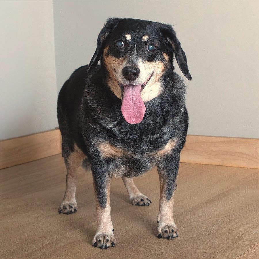 Enlarge Libby D67854, a Adoptable Bluetick Coonhound in Minnetonka, MN image 2/4