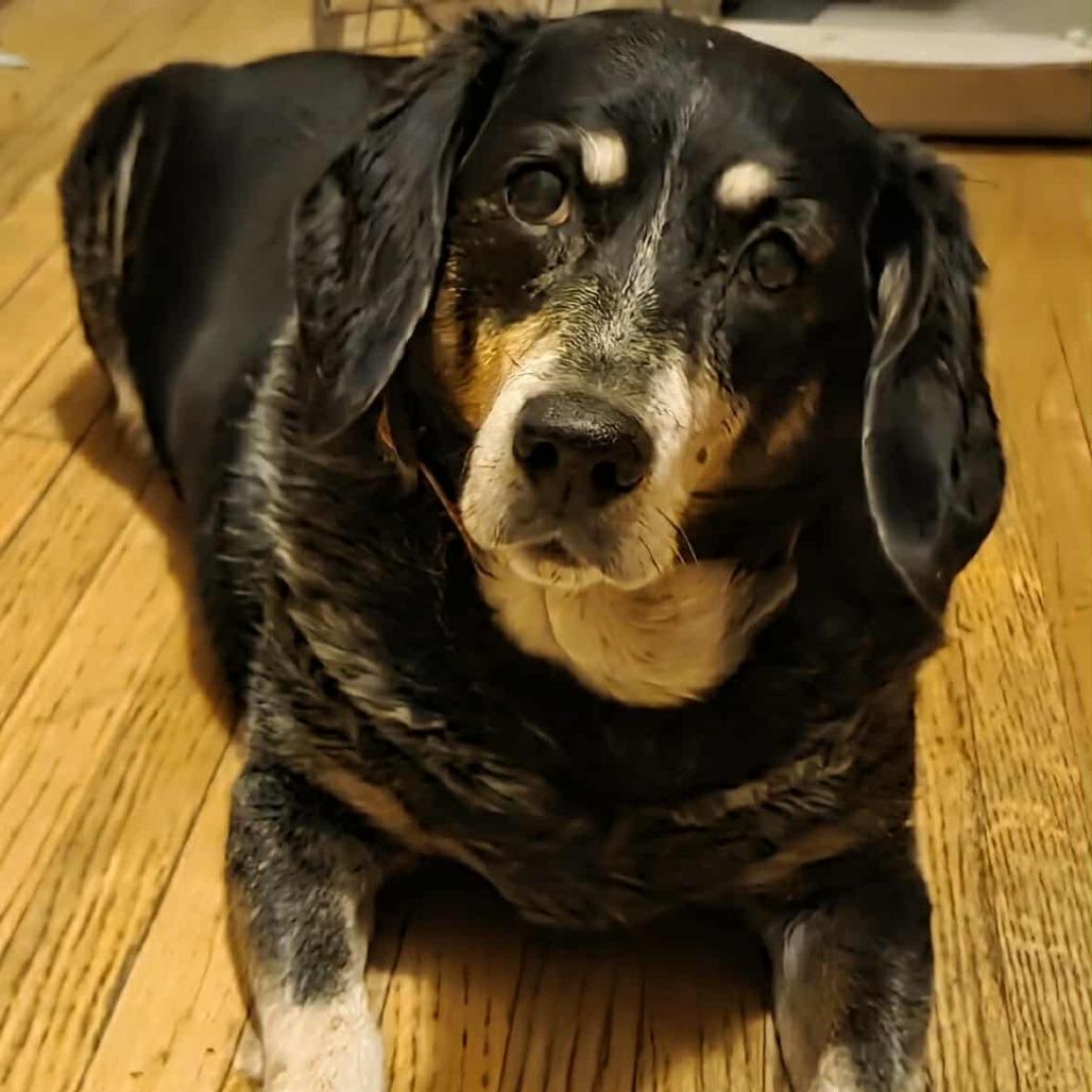Enlarge Libby D67854, a Adoptable Bluetick Coonhound in Minnetonka, MN image 3/4