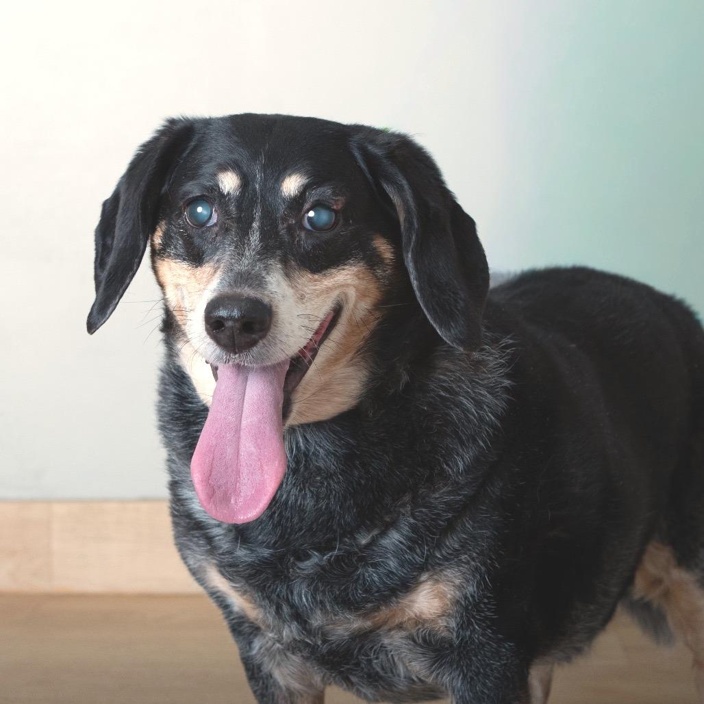 Enlarge Libby D67854, a Adoptable Bluetick Coonhound in Minnetonka, MN image 4/4