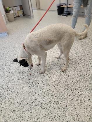 Bristol, Adoptable, Adult Female Shepherd & Pit Bull Terrier.