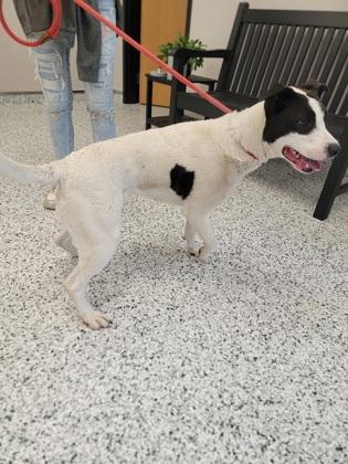 Enlarge Bristol, a Adoptable mixed breed in Fergus Falls, MN image 2/3