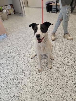 Enlarge Bristol, a Adoptable mixed breed in Fergus Falls, MN image 3/3
