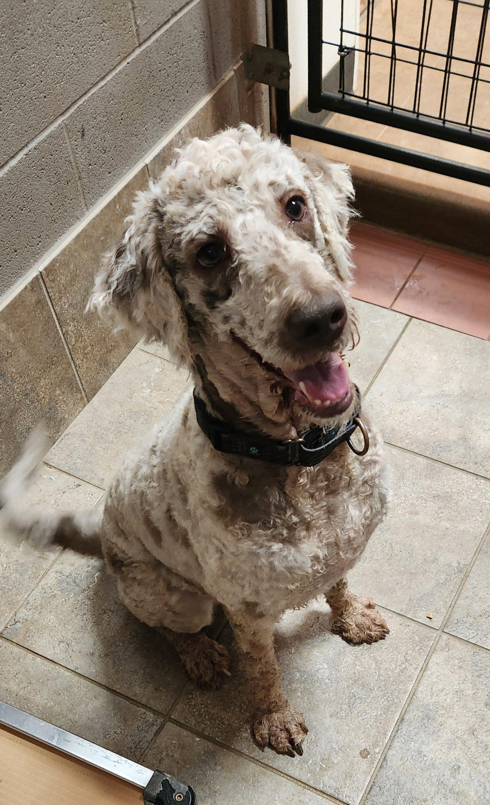 Enlarge Journey, a Adoptable mixed breed in Clinton, OK image 1/3