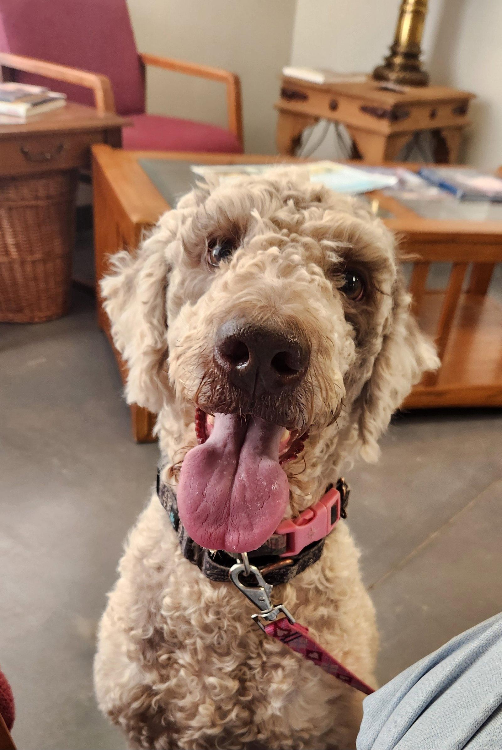 Journey, Adoptable, Adult Female Standard Poodle & Labrador Retriever.