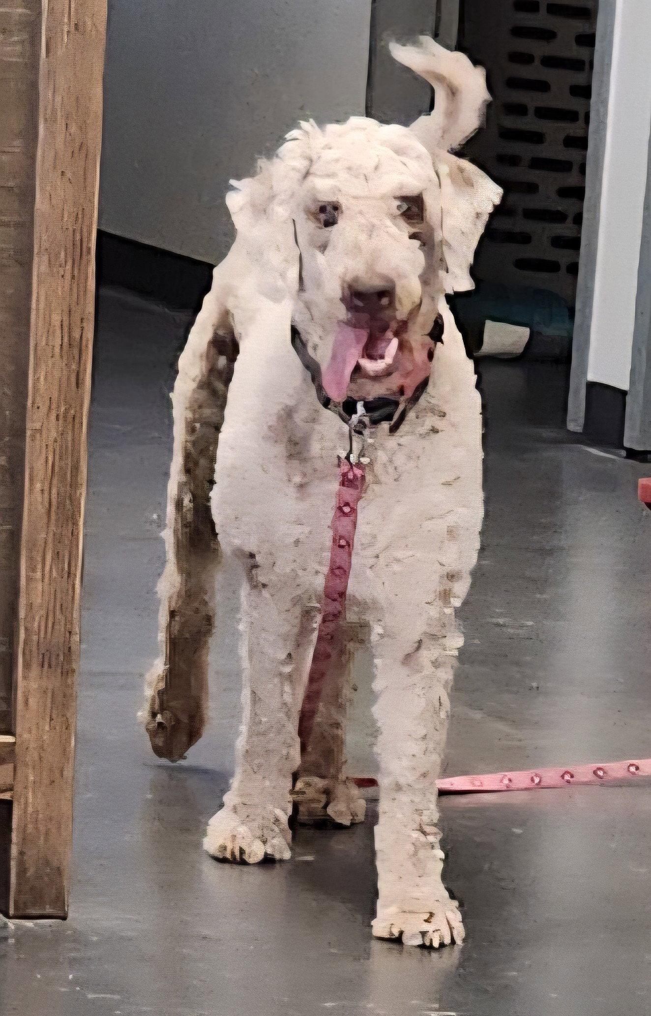 Enlarge Journey, a Adoptable mixed breed in Clinton, OK image 2/3