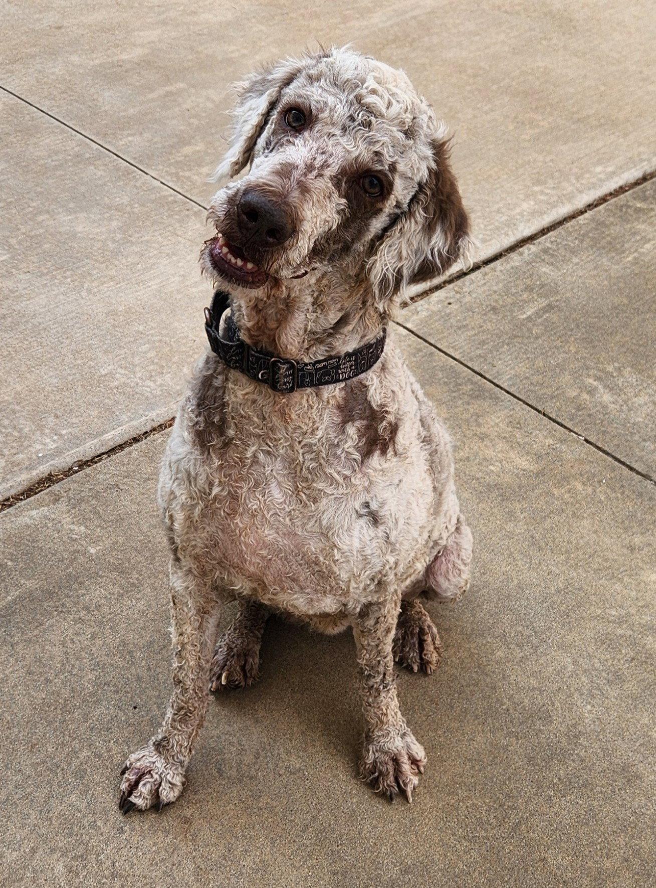 Enlarge Journey, a Adoptable mixed breed in Clinton, OK image 3/3