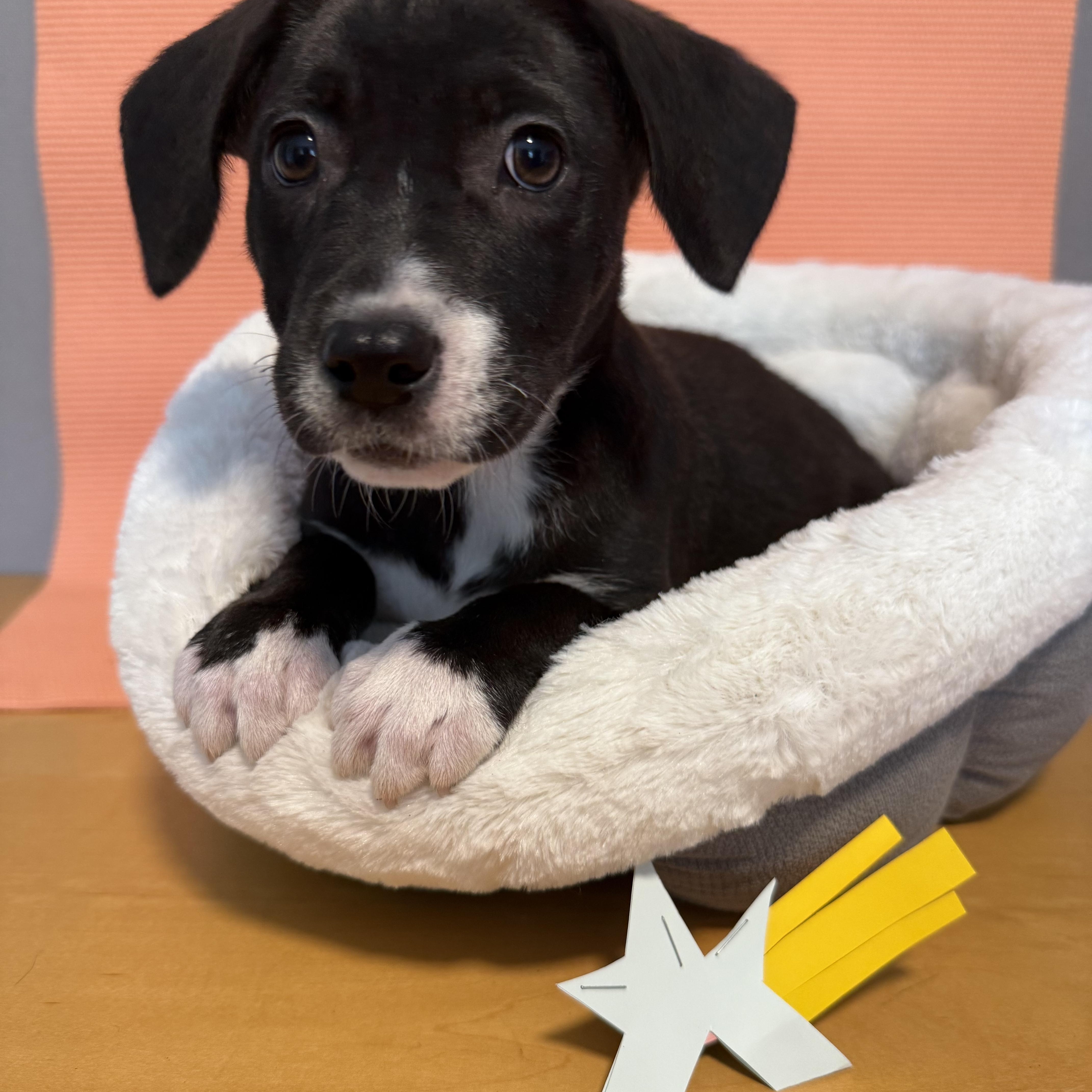 LaPerm (Rosalina), Adoptable, Young Female Labrador Retriever.