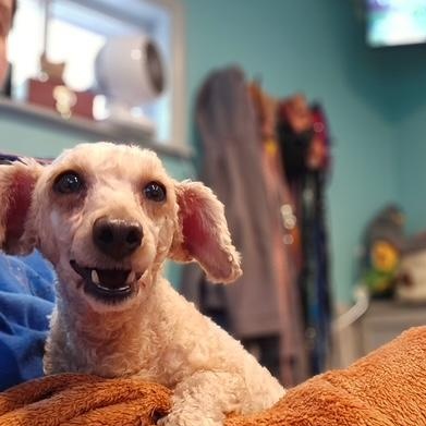 Enlarge Lilly, an adopted Miniature Poodle in Hummelstown, PA image 1/5