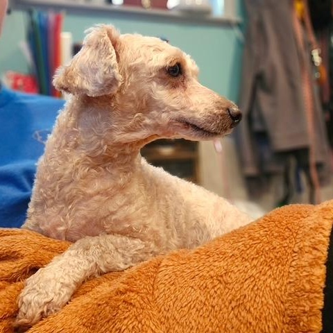 Enlarge Lilly, an adopted Miniature Poodle in Hummelstown, PA image 3/5