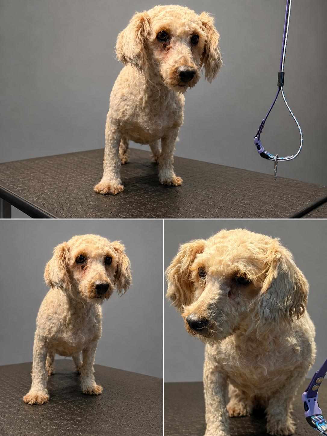 Enlarge Lilly, an adopted Miniature Poodle in Hummelstown, PA image 5/5
