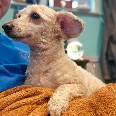 Enlarge Lilly, an adopted Miniature Poodle in Hummelstown, PA image 2/5