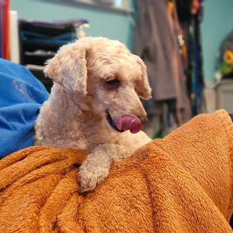 Enlarge Lilly, an adopted Miniature Poodle in Hummelstown, PA image 4/5