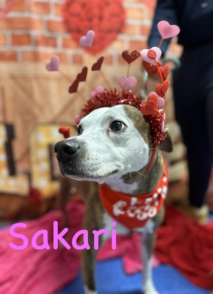Sakari, Adoptable, Adult Female Terrier & Mixed Breed.