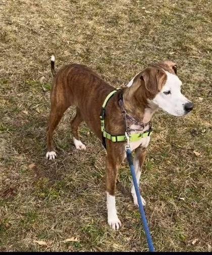 Enlarge Sakari, a Adoptable mixed breed in Bridgewater, NJ image 2/3