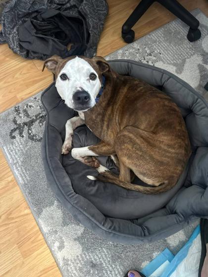 Enlarge Sakari, a Adoptable mixed breed in Bridgewater, NJ image 3/3