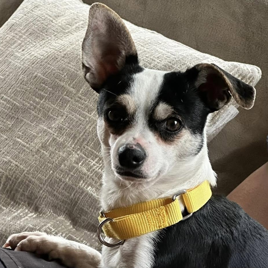 Mave, a ADOPTABLE mixed breed in Racine, WI image 2/3