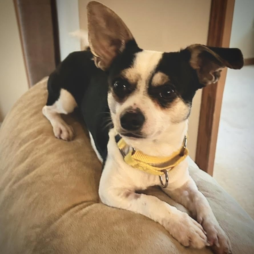 Mave, a ADOPTABLE mixed breed in Racine, WI image 3/3