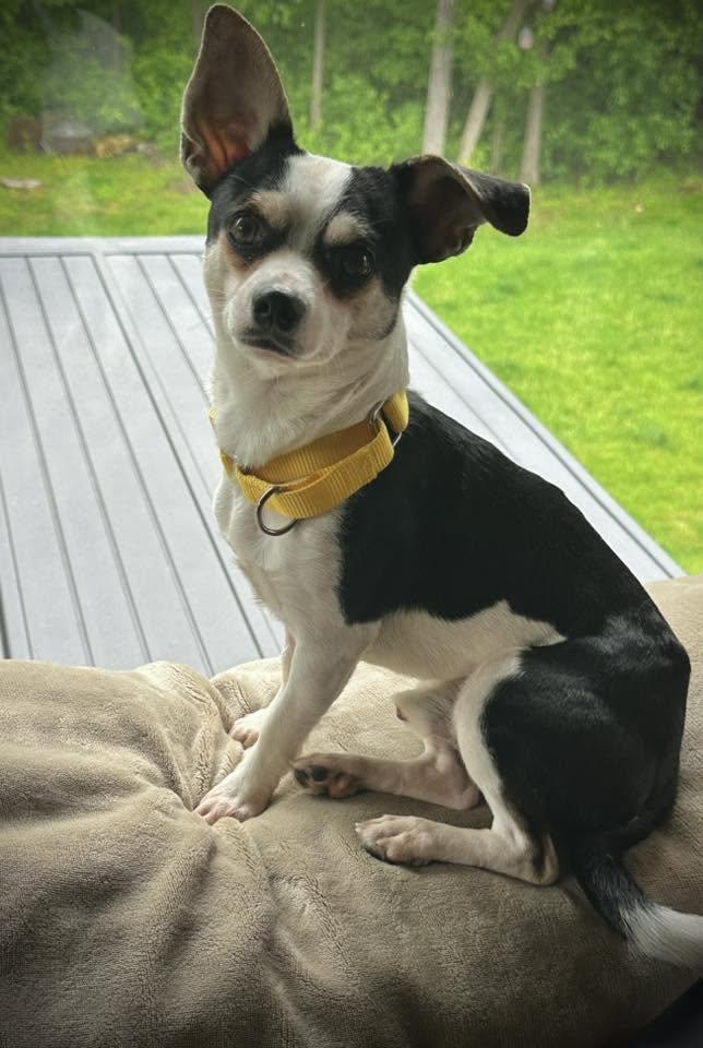 Mave, ADOPTABLE, Adult Male Chihuahua.