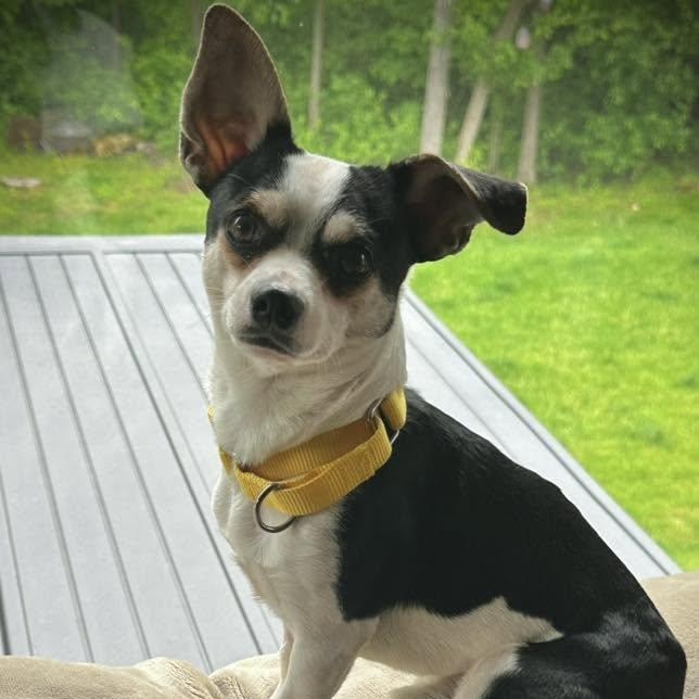 Mave, a ADOPTABLE mixed breed in Racine, WI image 1/3