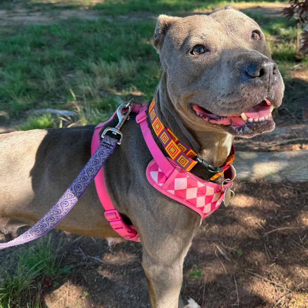 Luna, a Adoptable Mixed Breed in Winston Salem, NC image 1/6