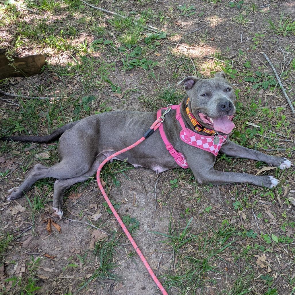 Luna, a Adoptable Mixed Breed in Winston Salem, NC image 2/6