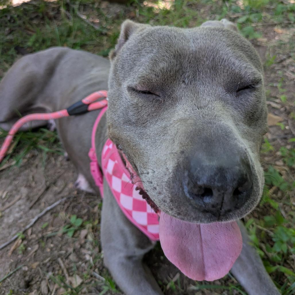 Luna, a Adoptable Mixed Breed in Winston Salem, NC image 3/6