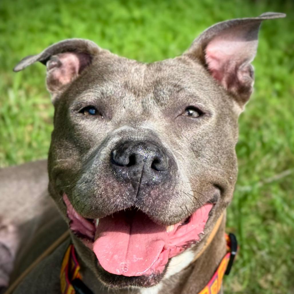Luna, a Adoptable Mixed Breed in Winston Salem, NC image 4/6