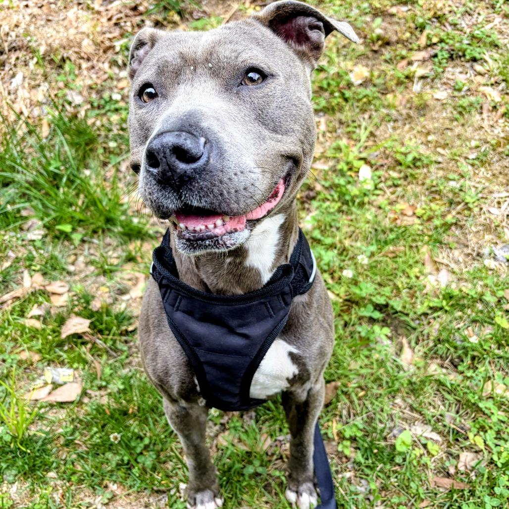 Luna, a Adoptable Mixed Breed in Winston Salem, NC image 5/6