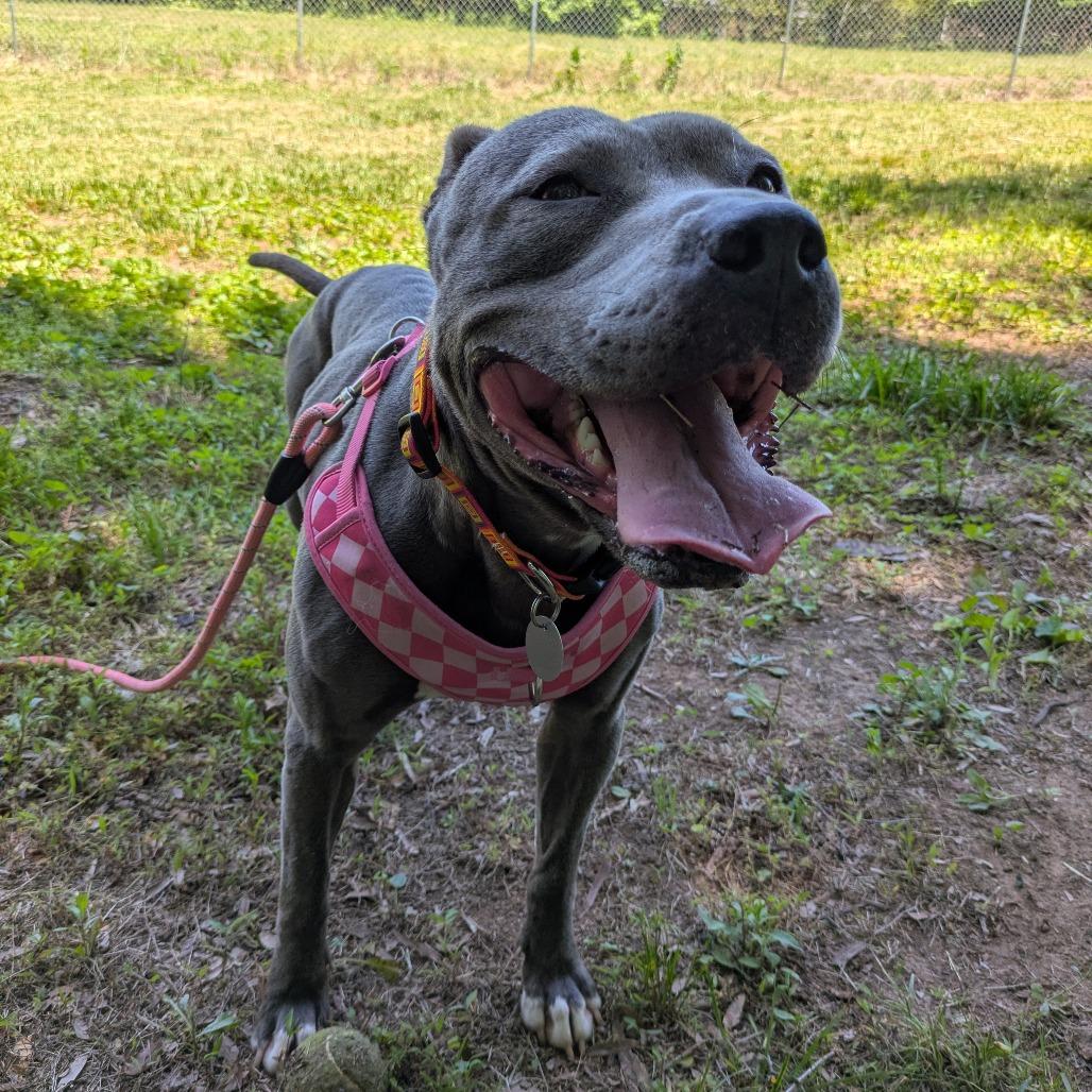 Luna, a Adoptable Mixed Breed in Winston Salem, NC image 6/6