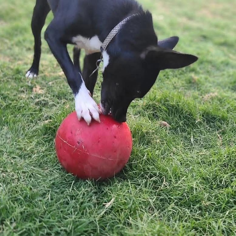 Woodstock, a Adoptable mixed breed in Lubbock, TX image 4/6
