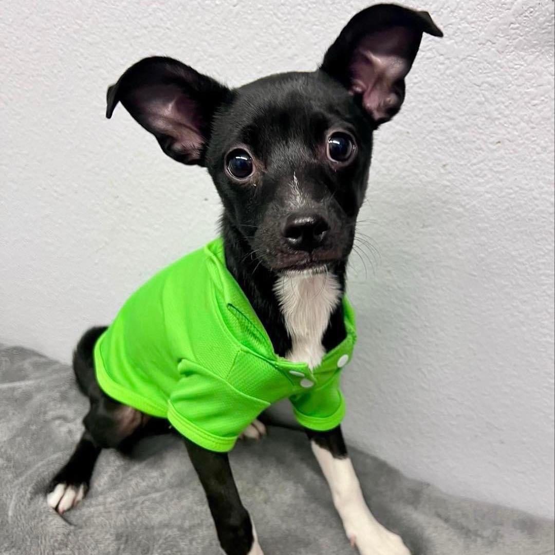 Woodstock, a Adoptable mixed breed in Lubbock, TX image 3/6