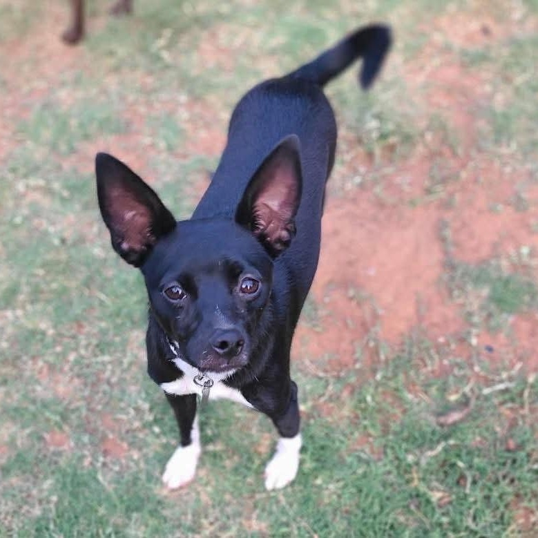 Woodstock, a Adoptable mixed breed in Lubbock, TX image 5/6