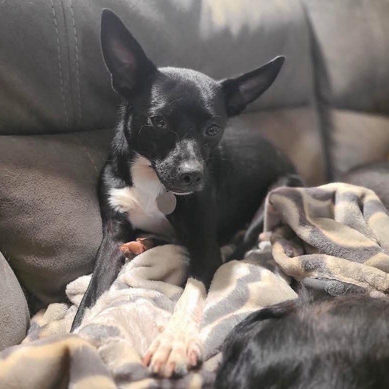 Woodstock, a Adoptable mixed breed in Lubbock, TX image 6/6