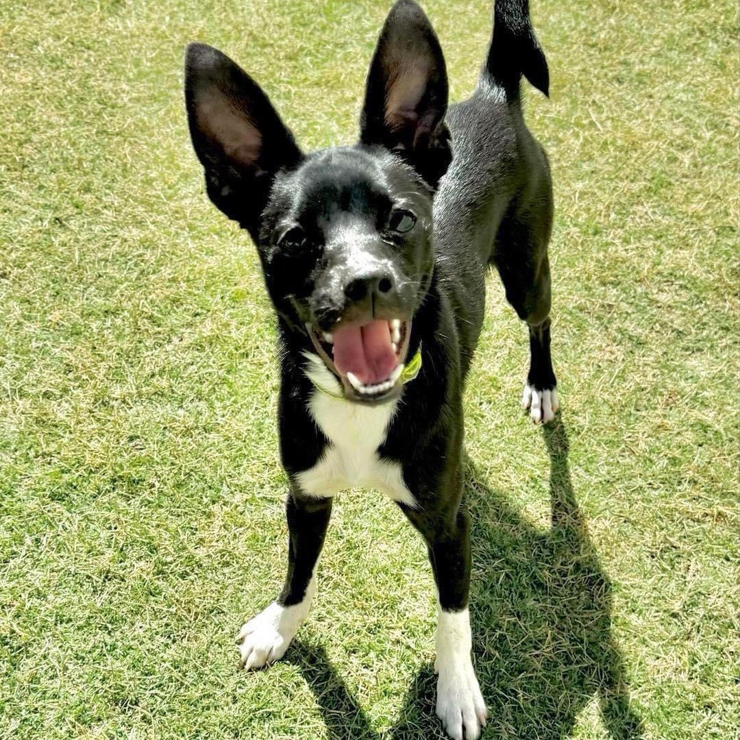 Woodstock, Adoptable, Adult Male Chihuahua.