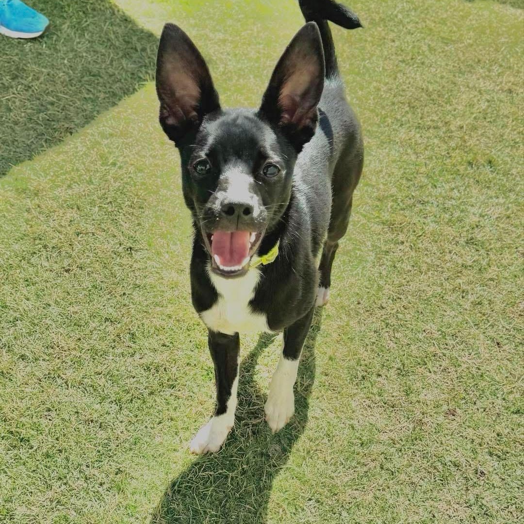 Woodstock, a Adoptable mixed breed in Lubbock, TX image 2/6