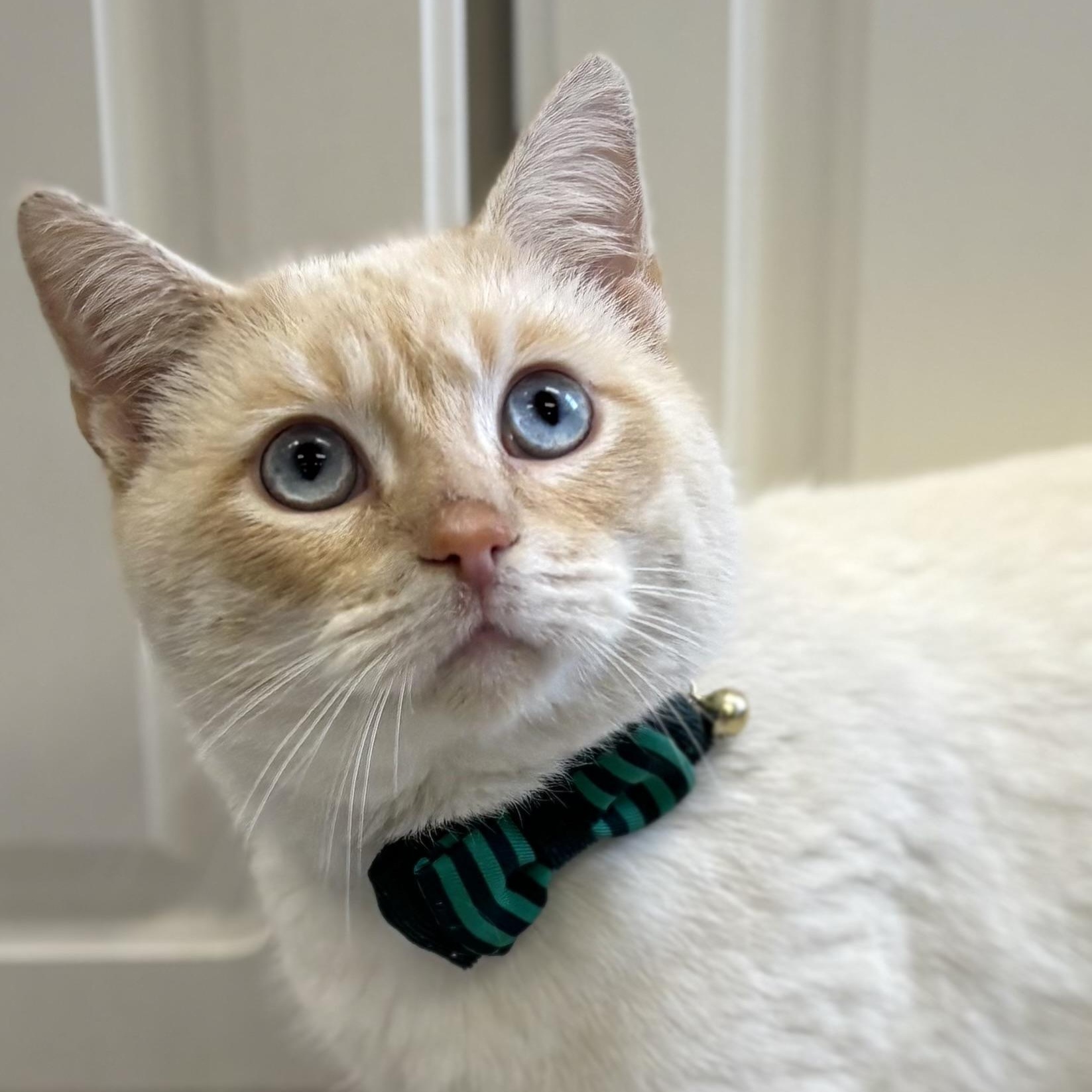 Filpe, an adopted mixed breed in Bardstown, KY image 1/5