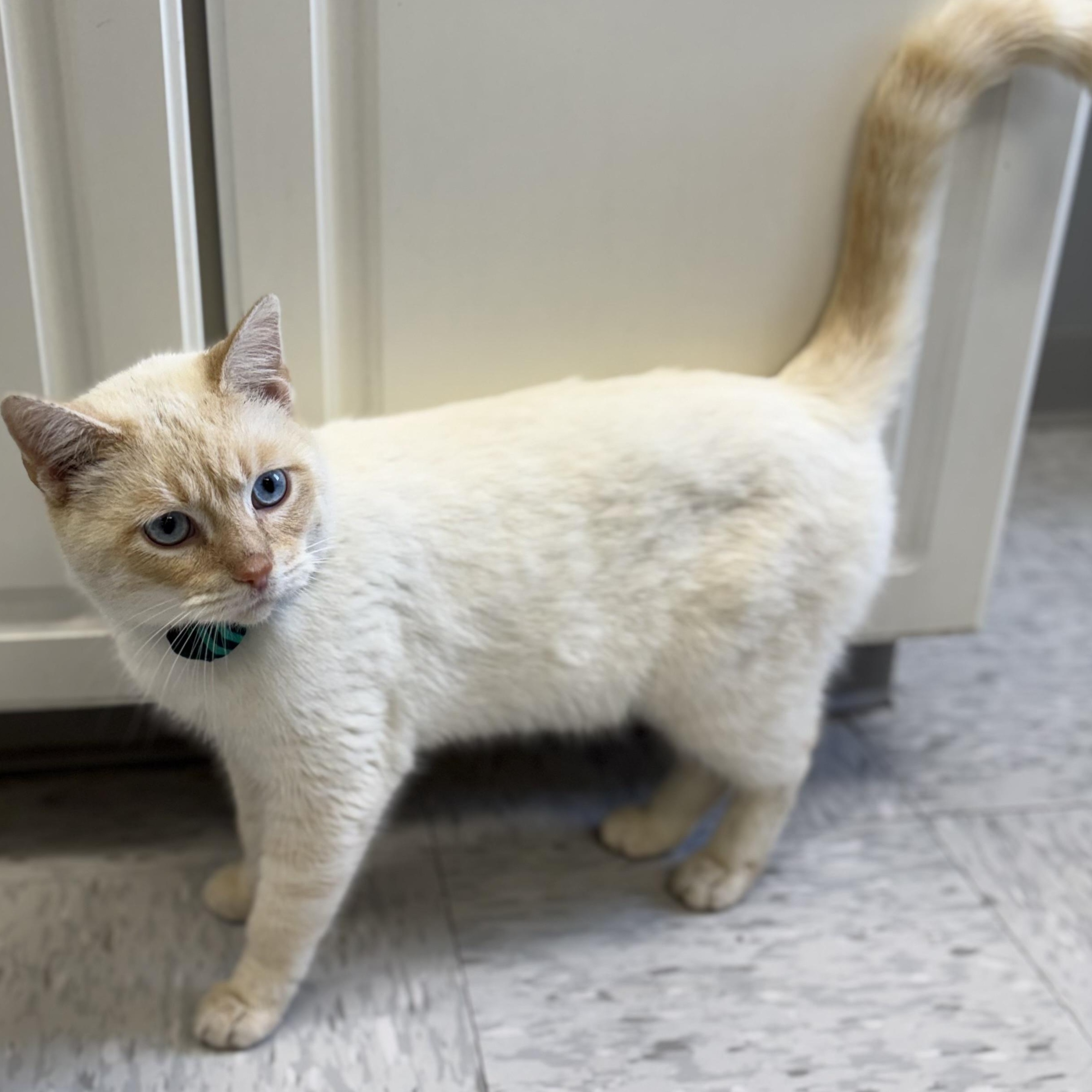 Filpe, an adopted mixed breed in Bardstown, KY image 2/5