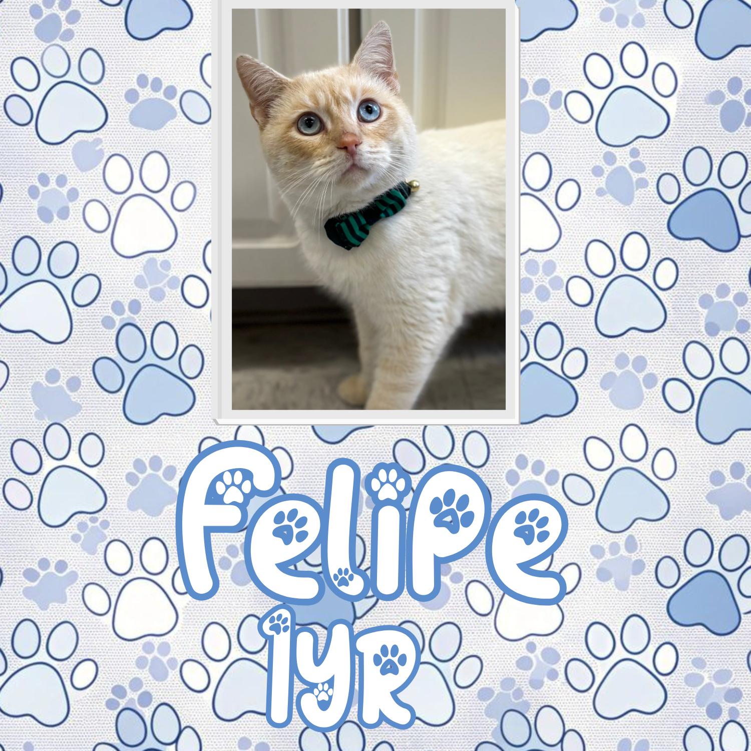 Filpe, an adopted mixed breed in Bardstown, KY image 3/5