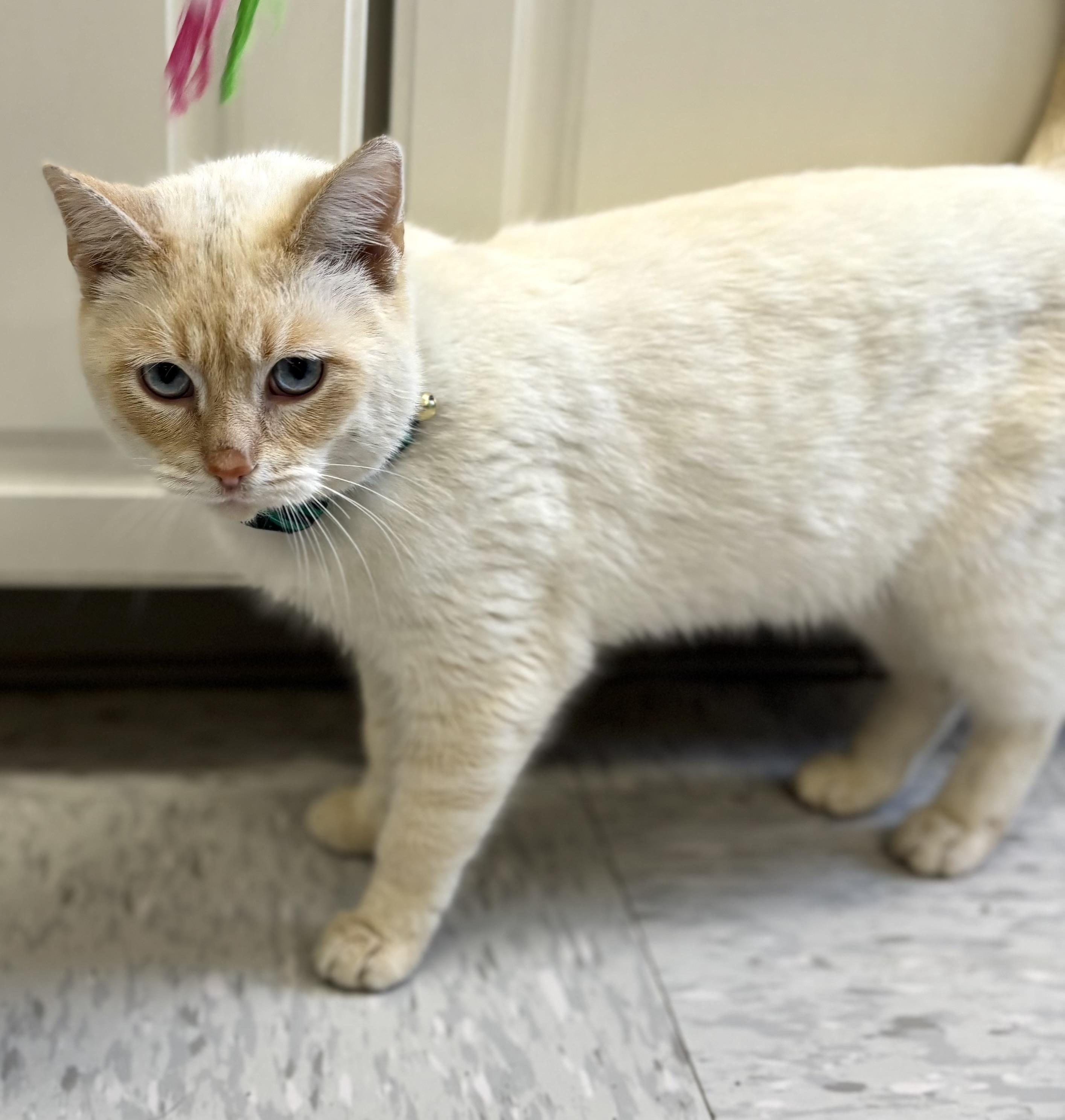 Filpe, an adopted mixed breed in Bardstown, KY image 4/5