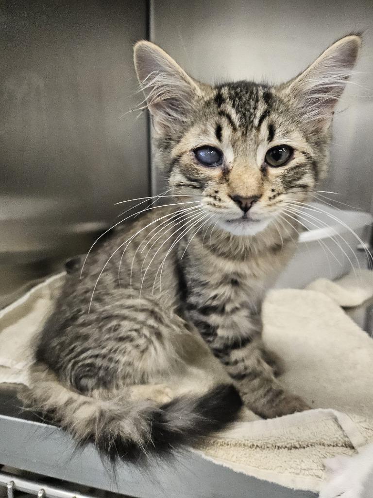 Enlarge Oakley, a Adopted Maine Coon in Portland, IN image 1/1